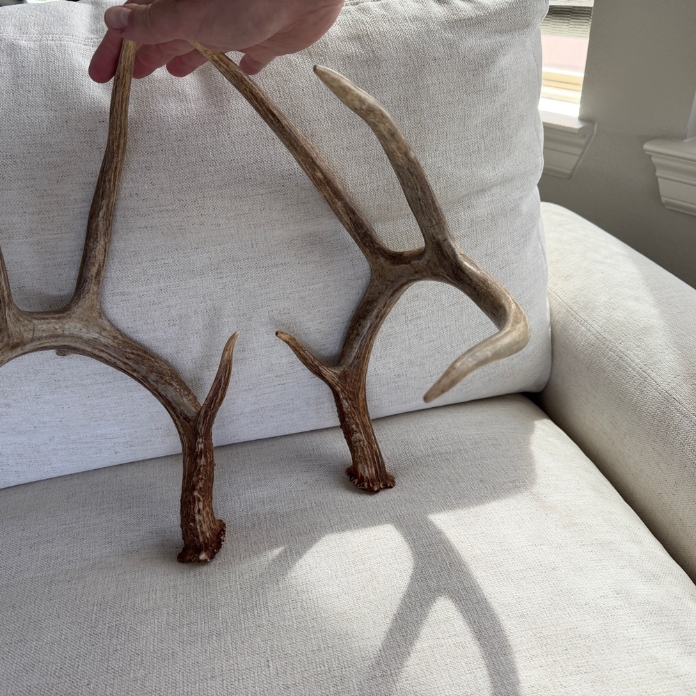 Whitetail Deer Antler Sheds natural (140”approx)